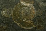 Stunning, Fossil Ammonite Cluster - Posidonia Shale, Germany #377994-1